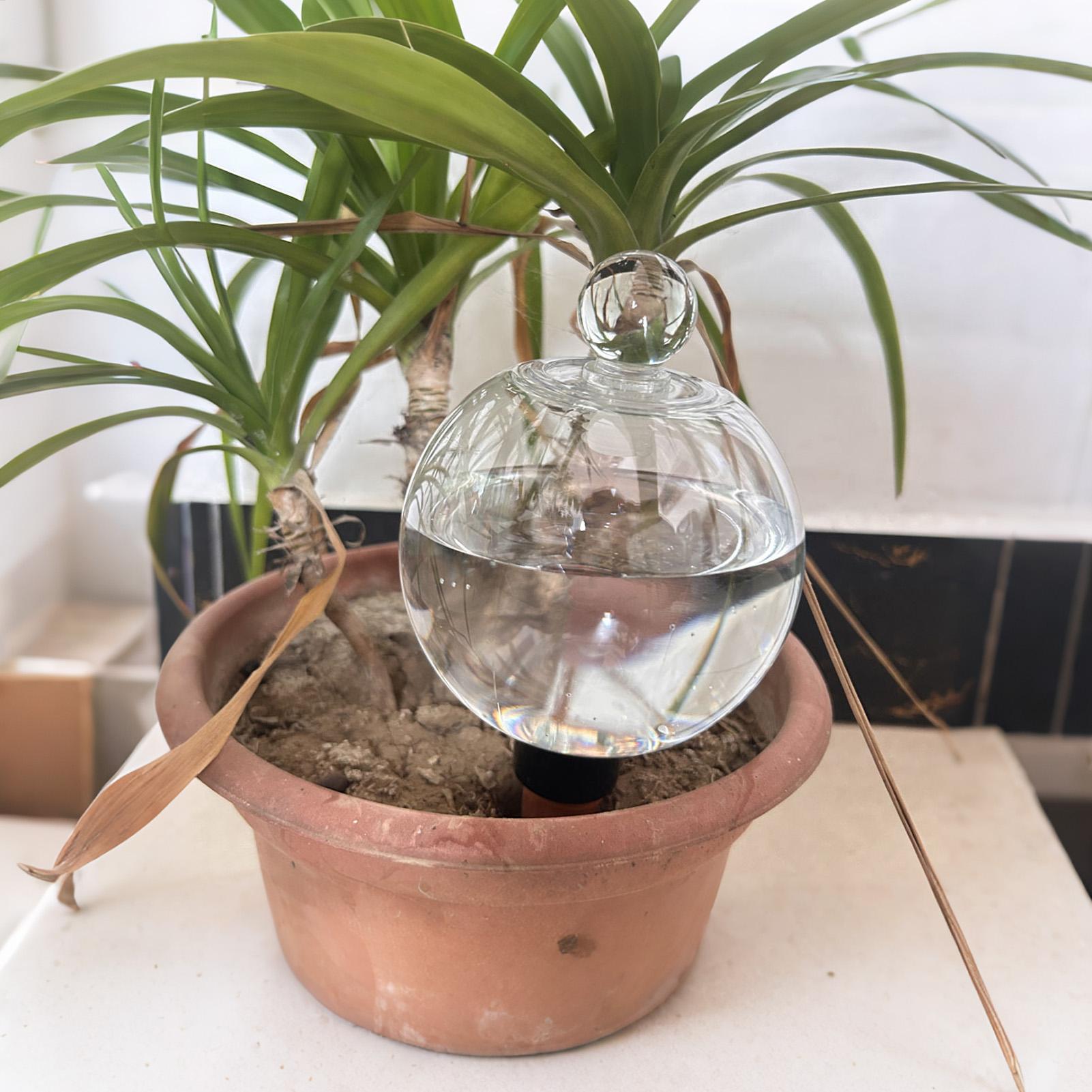 Plant Watering Bulbs 4pcs 500m - Plant Watering Globe ulasan dan harga