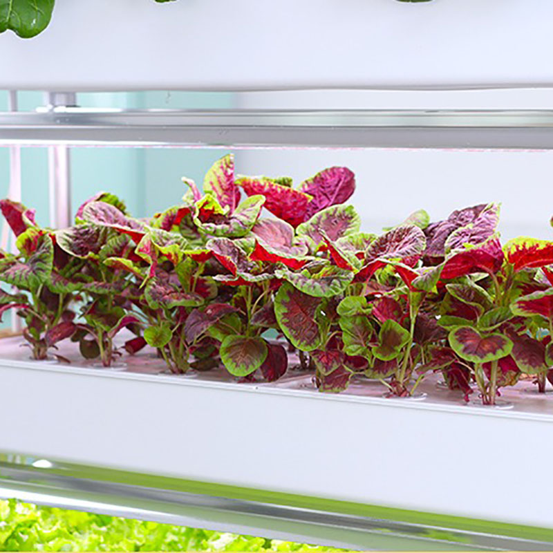 Hydroponics Growing System Ver - Smart Garden Vertical Planter ulasan dan harga