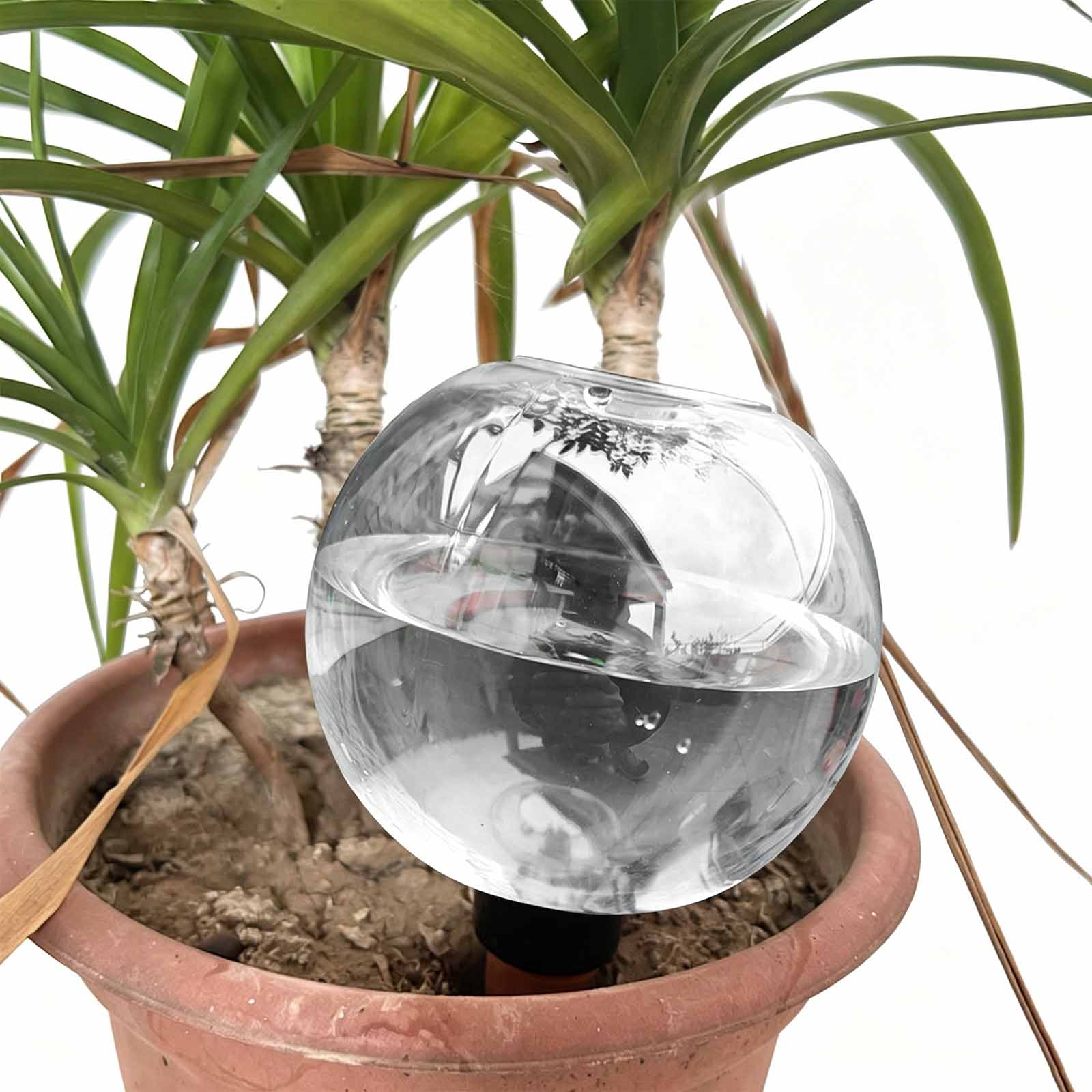 1/4pcs Watering Balls Automati - Plant Watering Globe ulasan dan harga