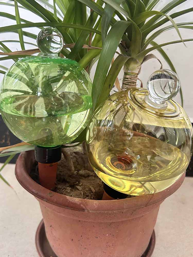 Self Watering Globes 500ML Aut - Plant Watering Globe ulasan dan harga