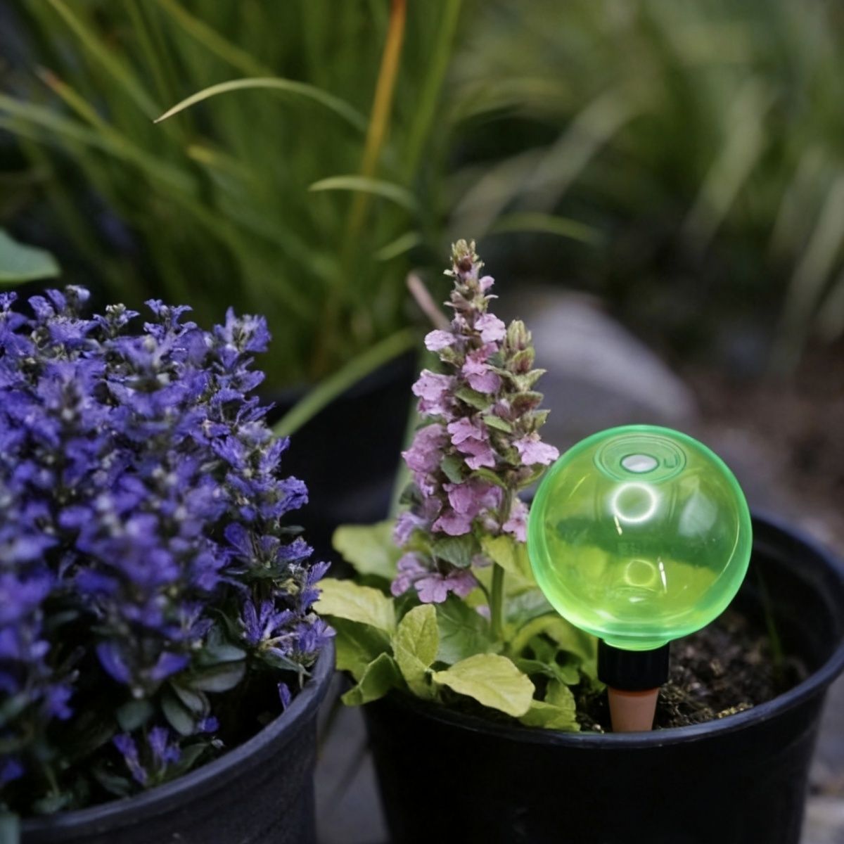 3pcs Large Plant Self Watering - Plant Watering Globe ulasan dan harga